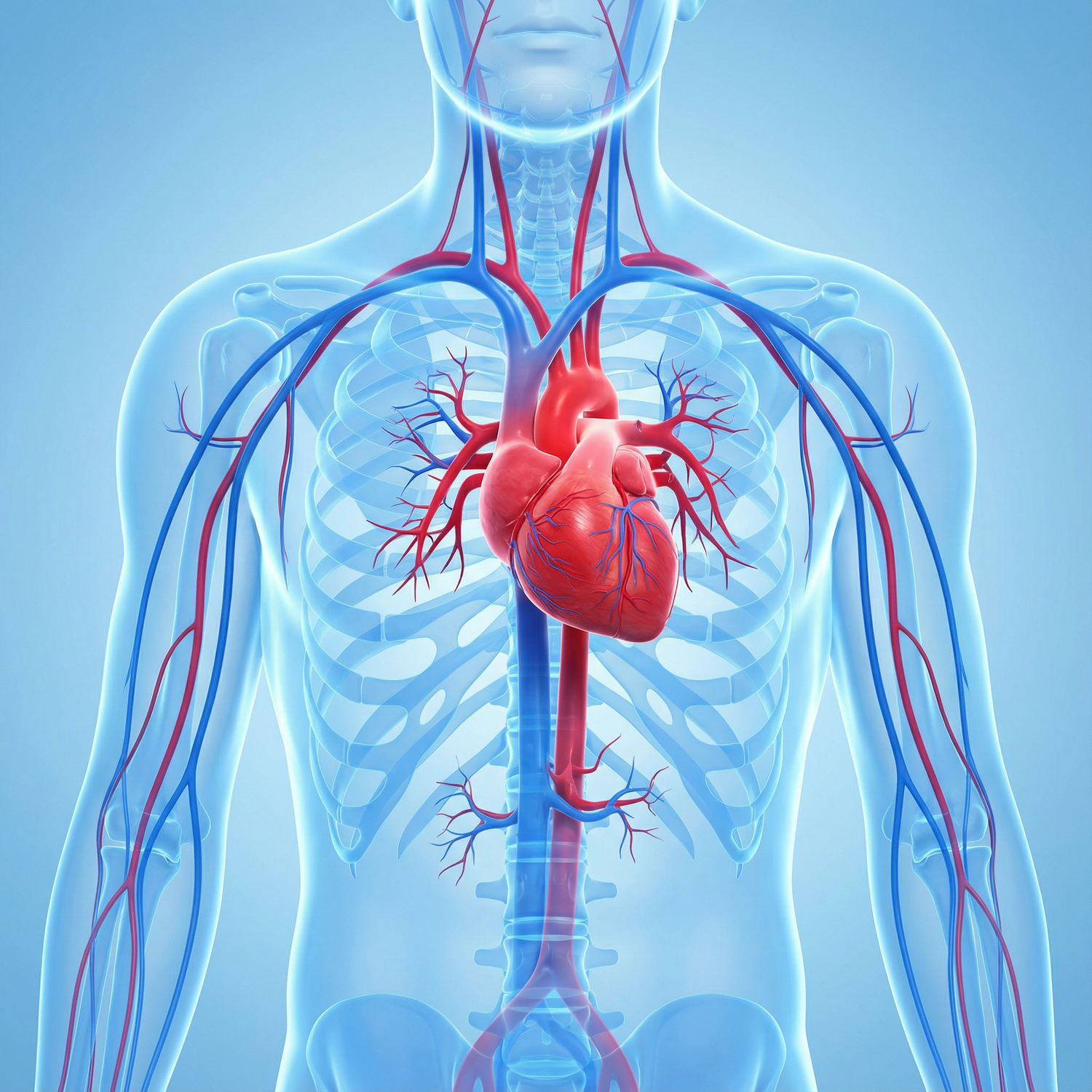 What Happens When Circulation Slows Inside Your Arteries